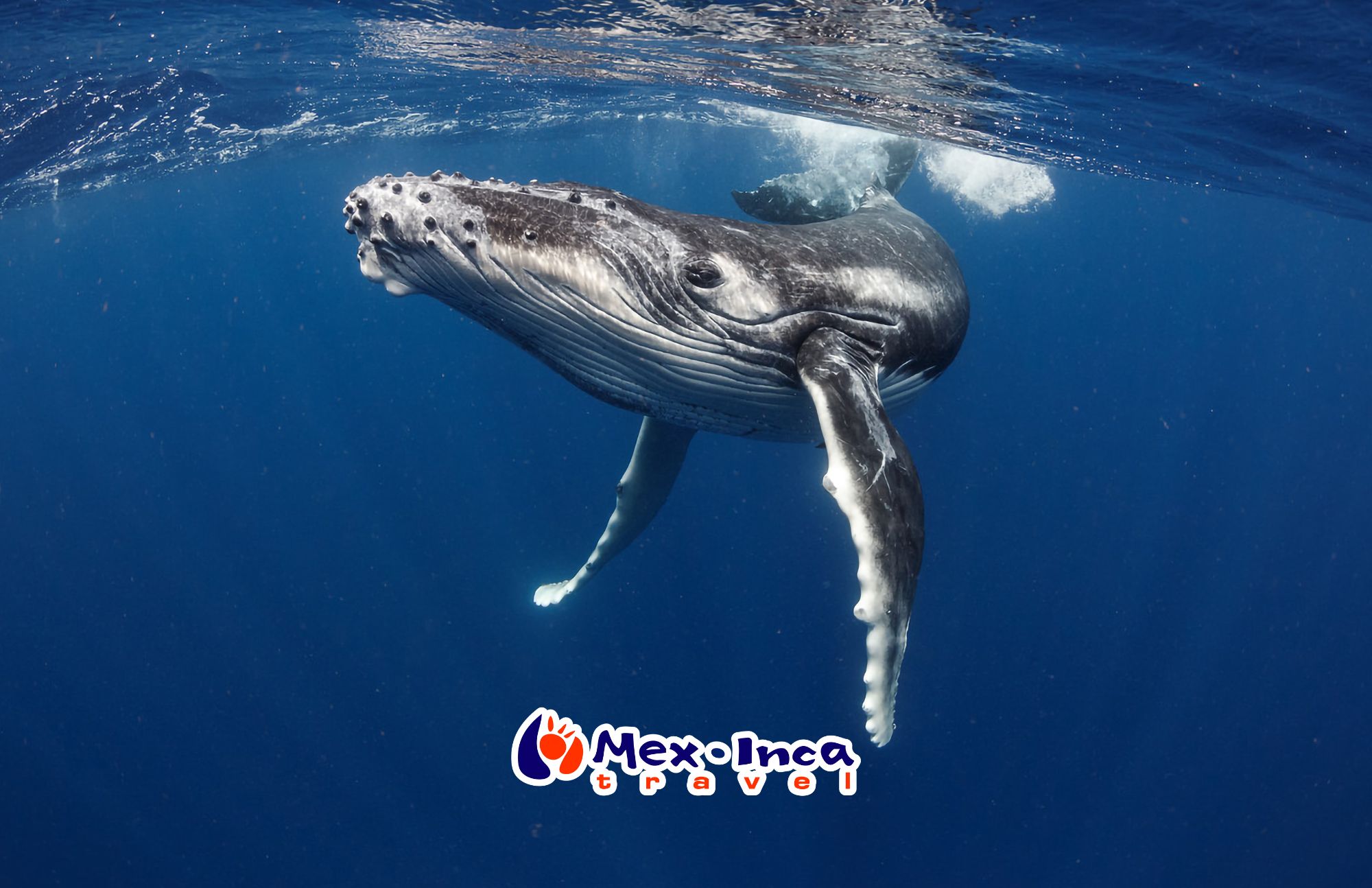 Avistamiento_de_Ballenas_y_Playas_del_Mar_de_Cortes