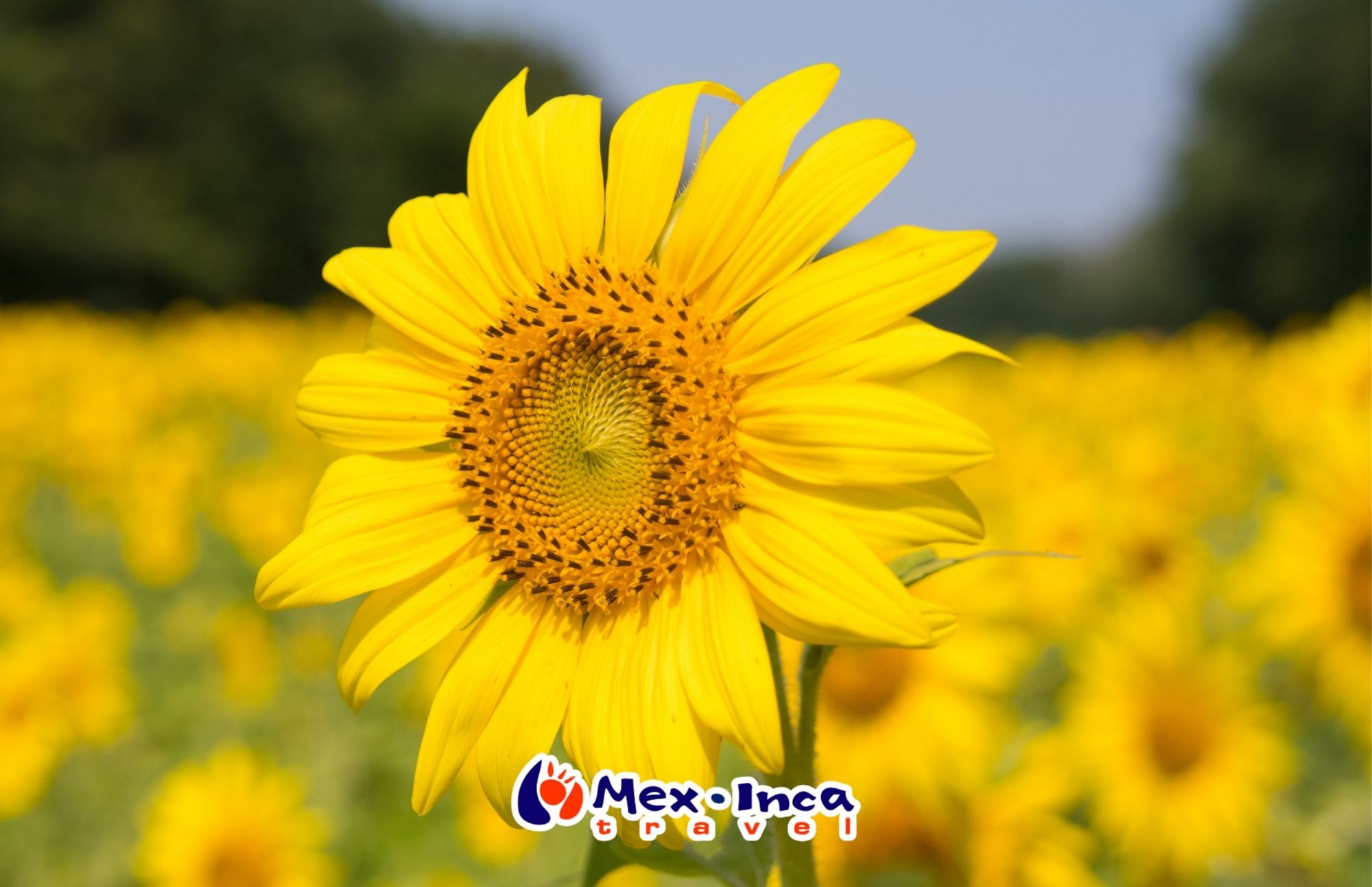 Campos_de_Girasoles_y_Atlantes_de_Tula