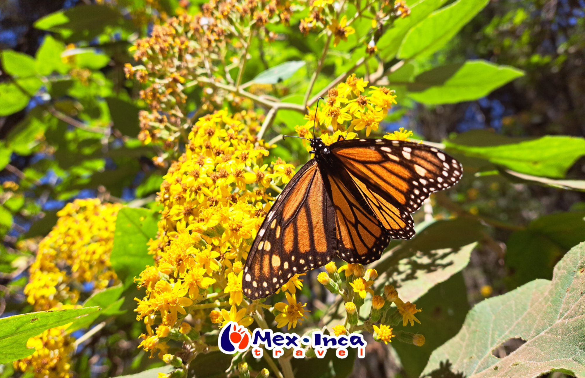 Mariposa_Monarca_y_Angangueo