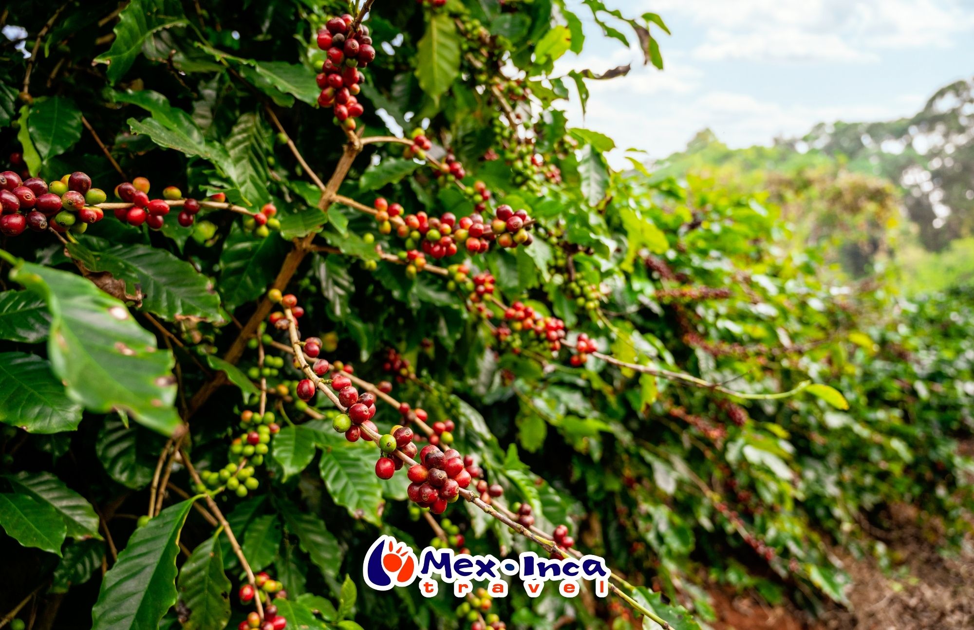 Puente_de_Primavera_en_Xalapa,_Ruta_del_Cafe_y_Pancho_Pozas
