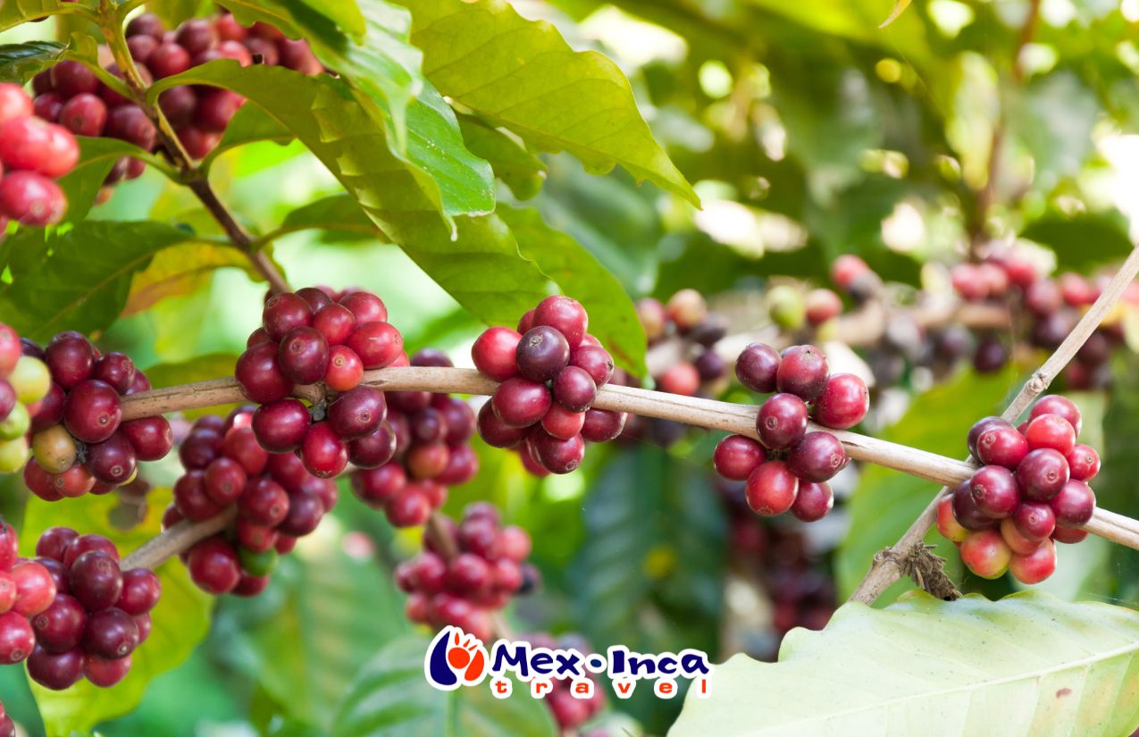 Veracruz_con_aroma_a_Cafe_Hotel_Hilton_Boca_del_Rio